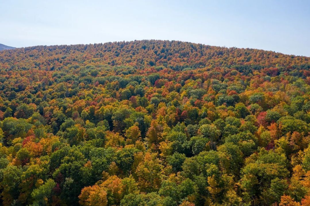 Aerial view of a dense forest in autumn, with trees displaying vibrant shades of green, orange, red, and yellow under a clear blue sky.